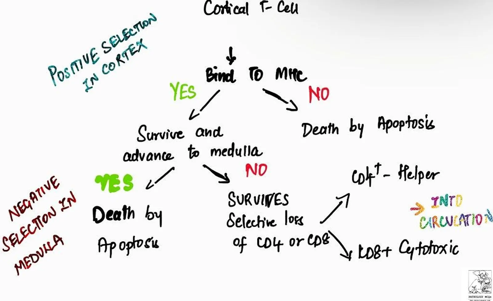 The thymus is a primary lymphoid organ essential for the development of T lymphocytes, which are critical for adaptive immunity. Located in the anterior superior mediastinum, the thymus is most active during childhood and undergoes involution after puberty, resulting in a reduction of thymic tissue. Despite its decreasing size in adults, the thymus continues to play a role in immune function.