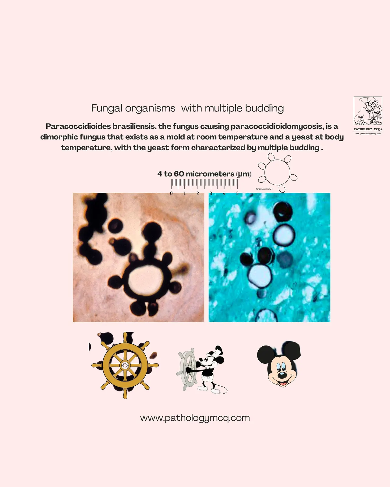 Diagram illustrating Paracoccidioides brasiliensis, showcasing fungal organisms with multiple budding. Images display yeast forms with a characteristic 'pilot wheel' appearance and dimensions ranging from 4 to 60 micrometers.