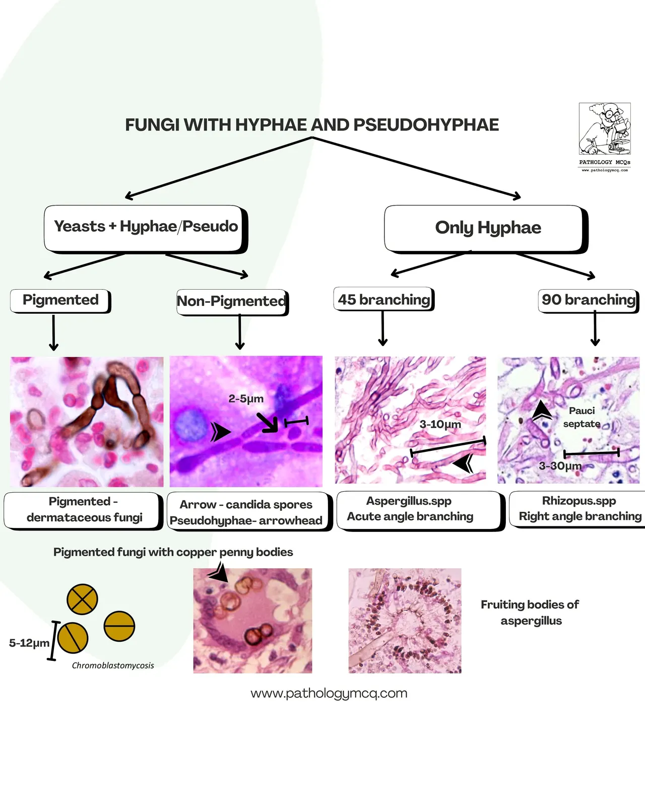 Diagram illustrating different types of fungi, including yeasts with hyphae and pseudohyphae, along with their morphological characteristics and branching angles.