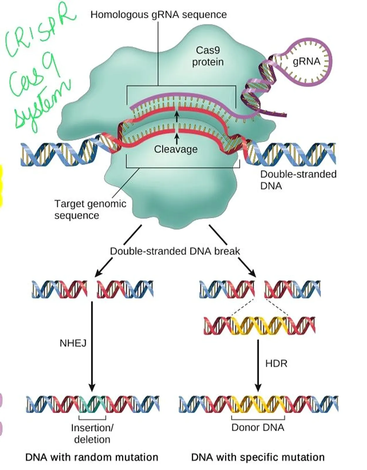 Robbins pathologic basis of disease 10th edition has a handful of changes and updates when compared to it's predecessor. Here is a brief note on the chapterwise updates which are high yield for entrance exams. **ROBBINS 10TH EDITION CHAPTERWISE UPDATES** **CHAPTER 1- CELL** * ***Satellite DNA****- A major component of centromeres is so-called satellite DNA, consisting of large arrays—up to megabases in length—of repeating sequences (from 5 bp up to 5 kb). Although classically associated with spindle apparatus attachment, satellite DNA is also important in maintaining the dense, tightly packed organization of heterochromatin. * * ***Gene Editing and CRISPR- ****An exciting new development that allows high-fidelity genome editing may usher in the next era of the molecular revolution. This advance comes from a wholly unexpected source: the discovery of clustered regularly interspaced short palindromic repeats (CRISPRs) and CRISPR-associated genes (Cas), such as the Cas9 nuclease.* **CHAPTER 2- ADAPTATIONS AND INJURY** * ***Ferroptosis- ****Only discovered in 2012, ferroptosis is a distinct form of cell death that is triggered when excessive intracellular levels of iron or reactive oxygen species overwhelm the glutathione-dependent antioxidant defenses. * **CHAPTER 3-INFLAMMATION AND REPAIR** * ***Neutrophil extracellular traps (NETs)- ****NETs were mentioned in the previous edition it is further elaborated in the latest edition. Neutrophil extracellular traps (NETs) are extracellular fibrillar networks that concentrate antimicrobial substances at sites of infection and trap microbes, helping to prevent their spread.* **CHAPTER 6- IMMUNITY** * ***Rejection of tissue transplants:*** *Elaborated compared to the previous edition*. **CHAPTER 7- NEOPLASIA** * ***A few newly added proto-oncogenes: *** 1. FMS-like tyrosine kinase 3 (FLT3) Point mutation or small duplications in Leukemia. 2. GTP-binding (G) proteins- GNAQ Point mutation in Uveal melanoma. 3. GTP-binding (G) proteins- GNAS Point mutation in Pituitary adenoma. * ***A few newly added tumor suppessor genes:*** 1. SDHB, SDHD (Succinate dehydrogenase complex subunits B and D TCA cycle, oxidative phosphorylation) seen in Familial paraganglioma, familial pheochromocytoma. * ***Elaboration of oncogenic activities of E6 an E7 proteins of human papilloma virus (HPV)*** 1. In the older edition it was mentioned that the E6 protein of HPV inactivates p53. In the 10th edition it is mentioned that in addition to inactivation of p53, E6 protein also increases telomerase expression (TERT). **CHAPTER 8- INFECTIOUS DISEASES** * *Updates on the SARSCoV2 virus*