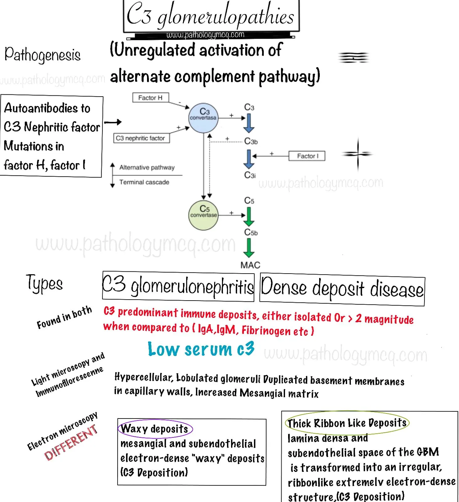 C3 Glomerulopathies