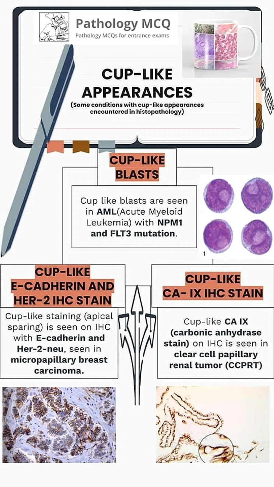CUP-LIKE APPEARANCES IN PATHOLOGY