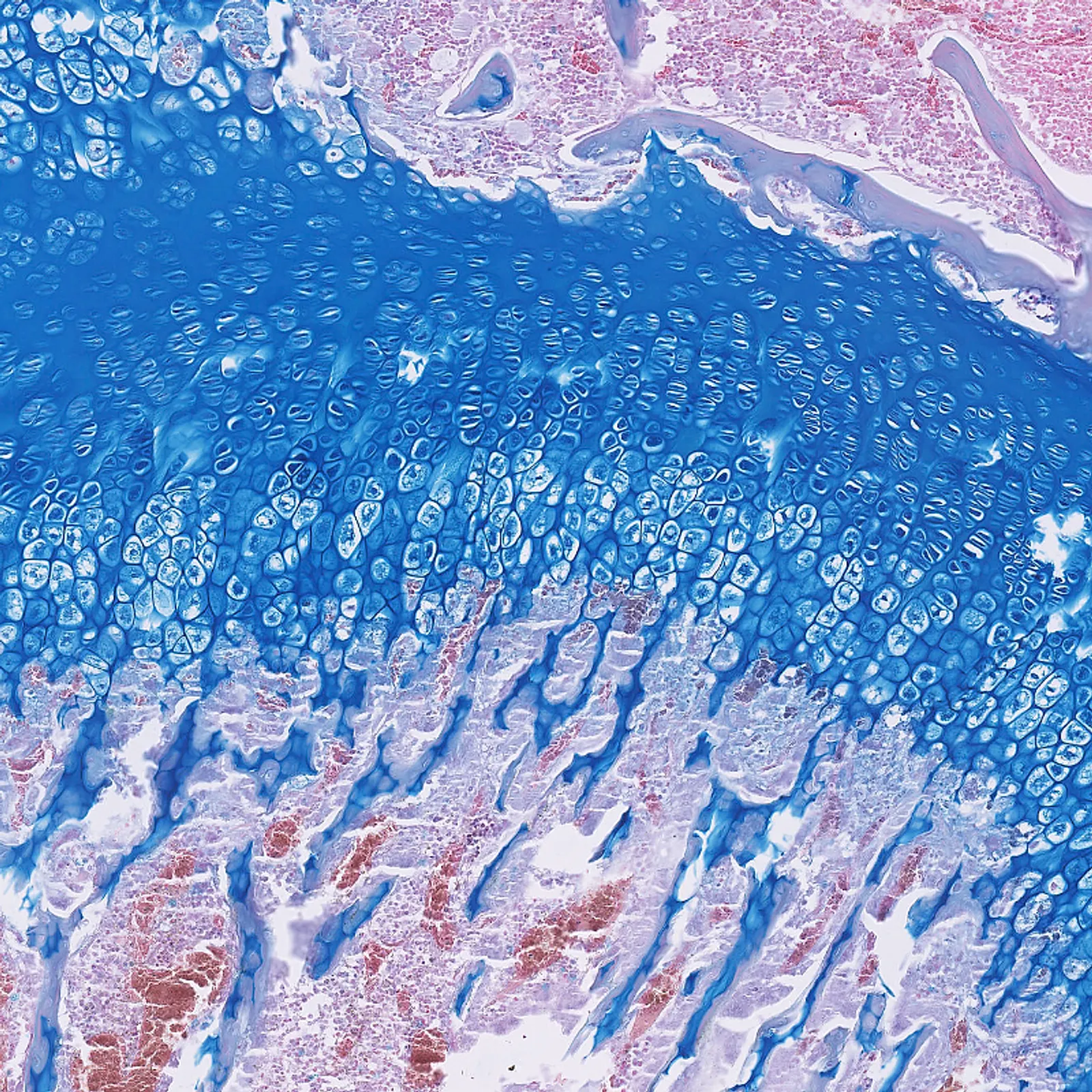 Alcian blue staining of cartilage at pH 0.5