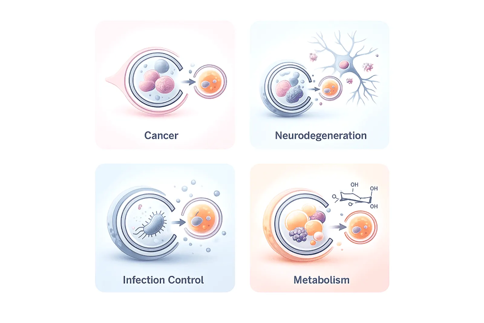 “Four-panel illustration showing the diverse roles of autophagy in cancer cell survival, neurodegenerative disease, infectious disease control, and metabolic regulation.”