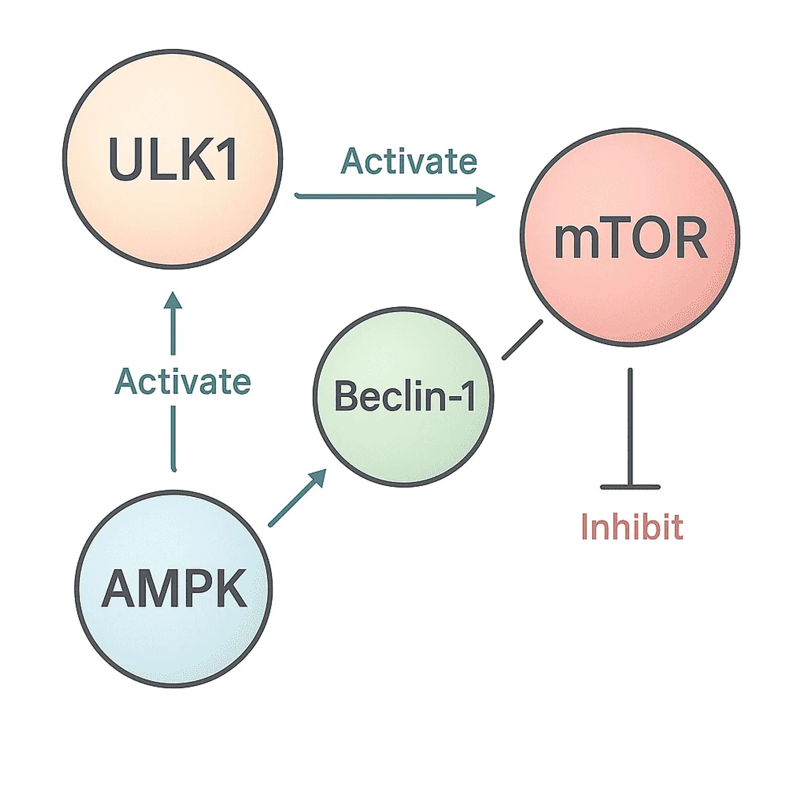 “Medical illustration of the autophagy mechanism showing ULK1 activation, mTOR inhibition, AMPK signaling, and Beclin-1 complex formation without text labels.”