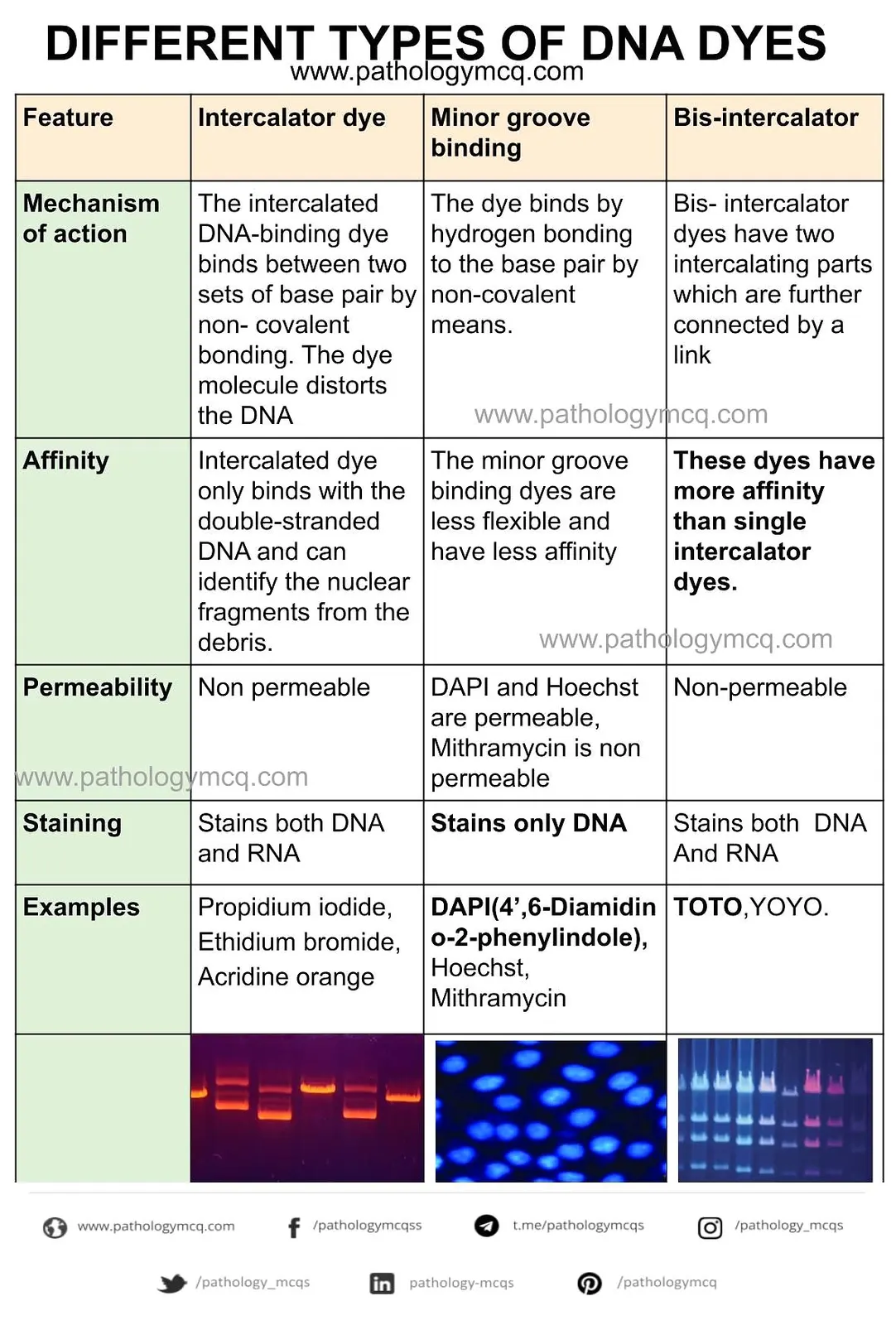 TYPES OF DNA DYES
