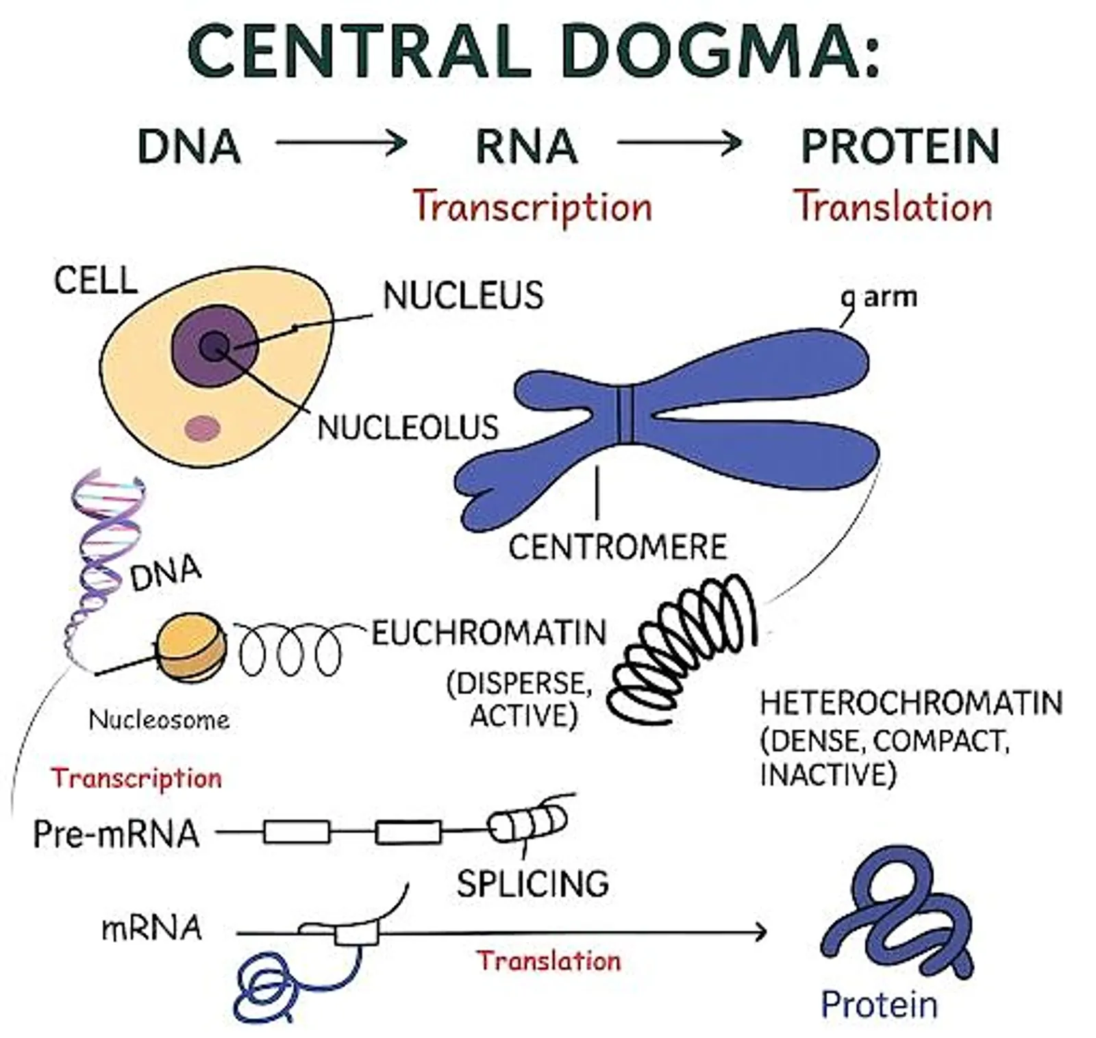 Central dogma of molecular biology showing transcription of DNA to RNA and translation of RNA to protein with labeled steps.