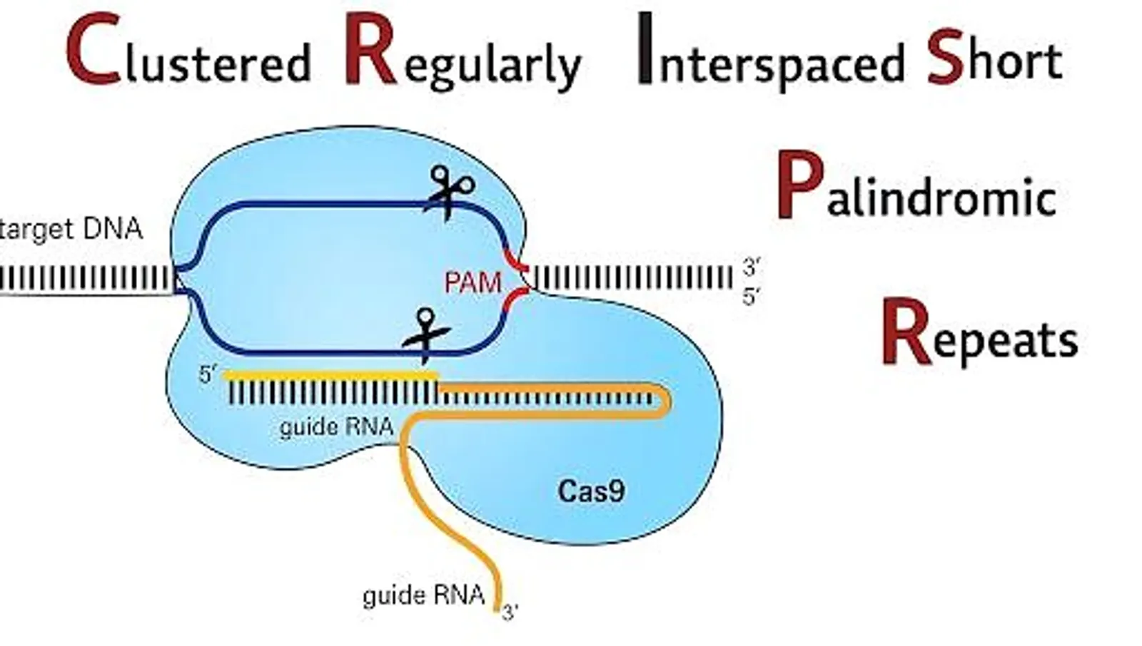 Diagram illustrating the CRISPR/Cas9 gene-editing mechanism, featuring target DNA, guide RNA, and the Cas9 protein.