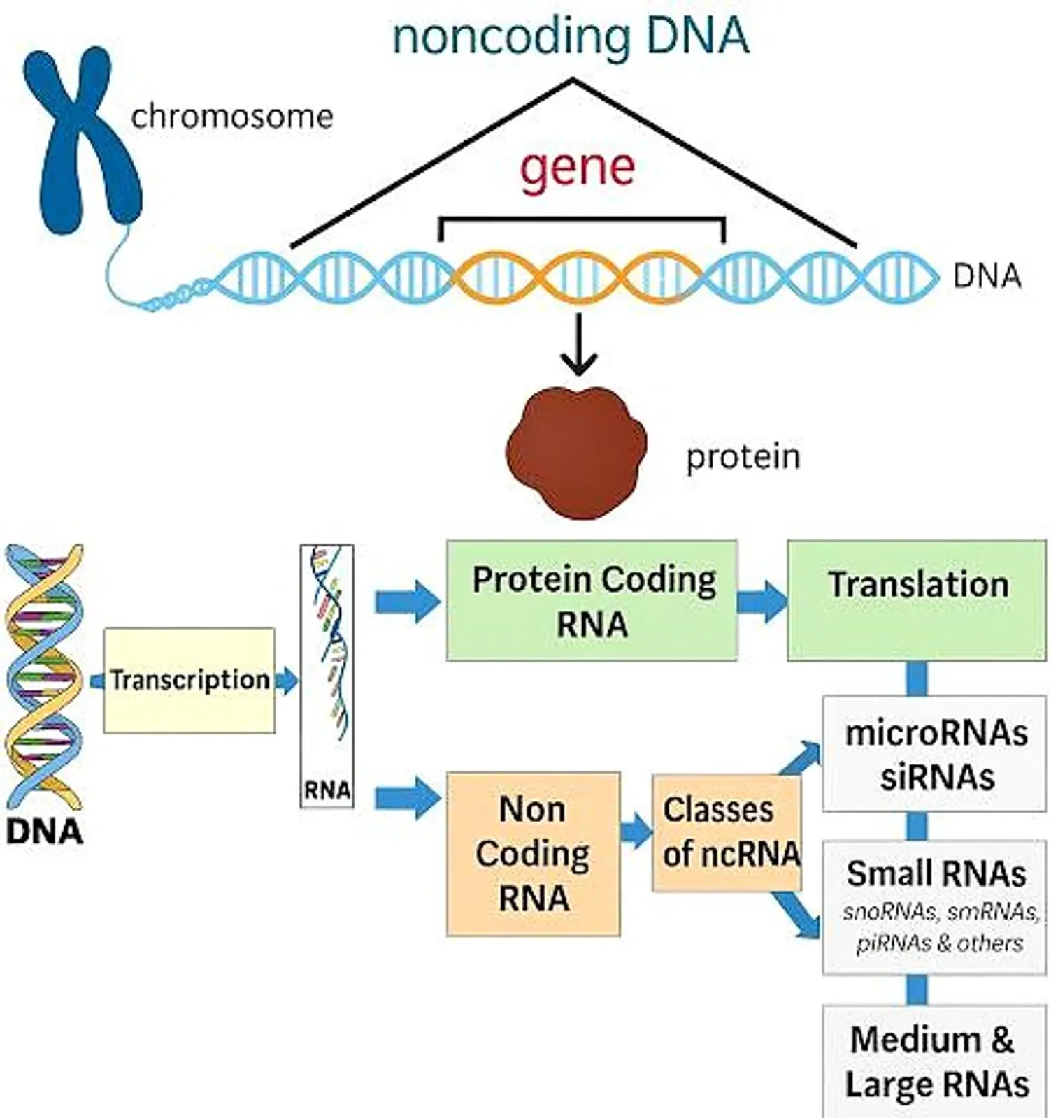 Gene expression diagram showing transcription of coding and noncoding DNA into RNA, including types of noncoding RNAs.