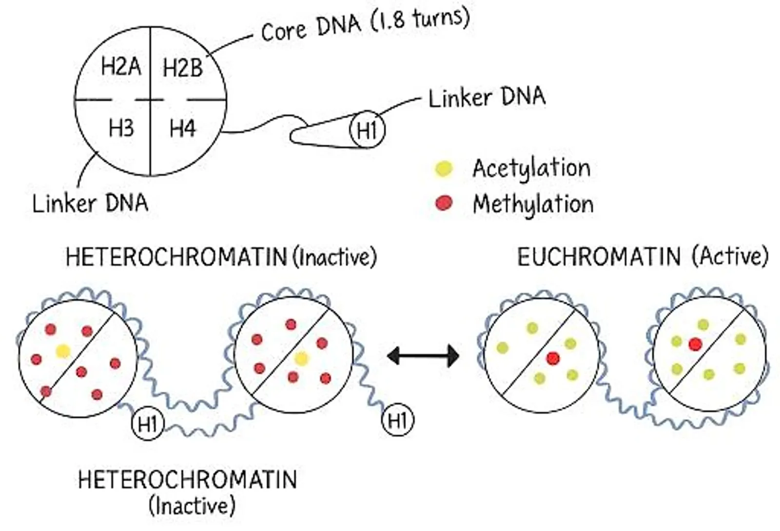 Diagram illustrating the structure of histones and chromatin dynamics, highlighting heterochromatin (inactive) and euchromatin (active) states, along with key modifications such as acetylation and methylation.