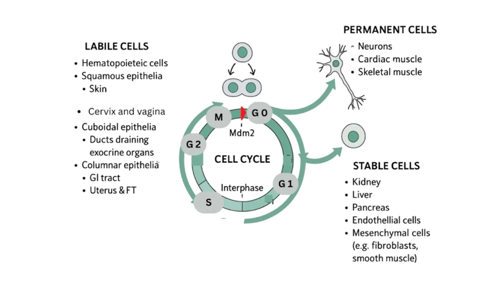 Classification diagram of labile, stable, permanent cells with cell cycle phases G0, G1, S, G2, M and cell type examples.