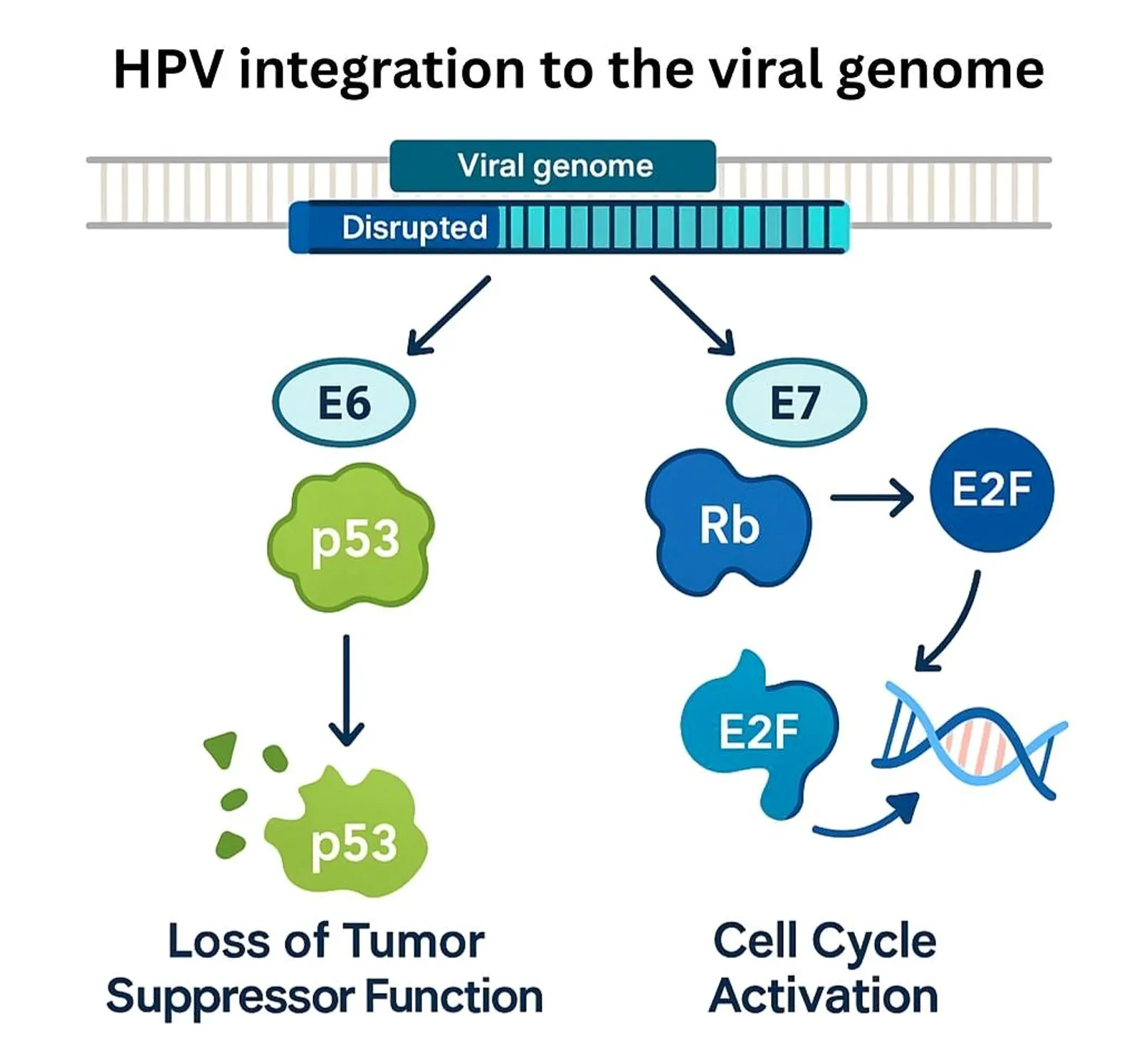 HPV integration diagram showing E6 inactivating p53 and E7 inactivating Rb, leading to cell cycle activation.