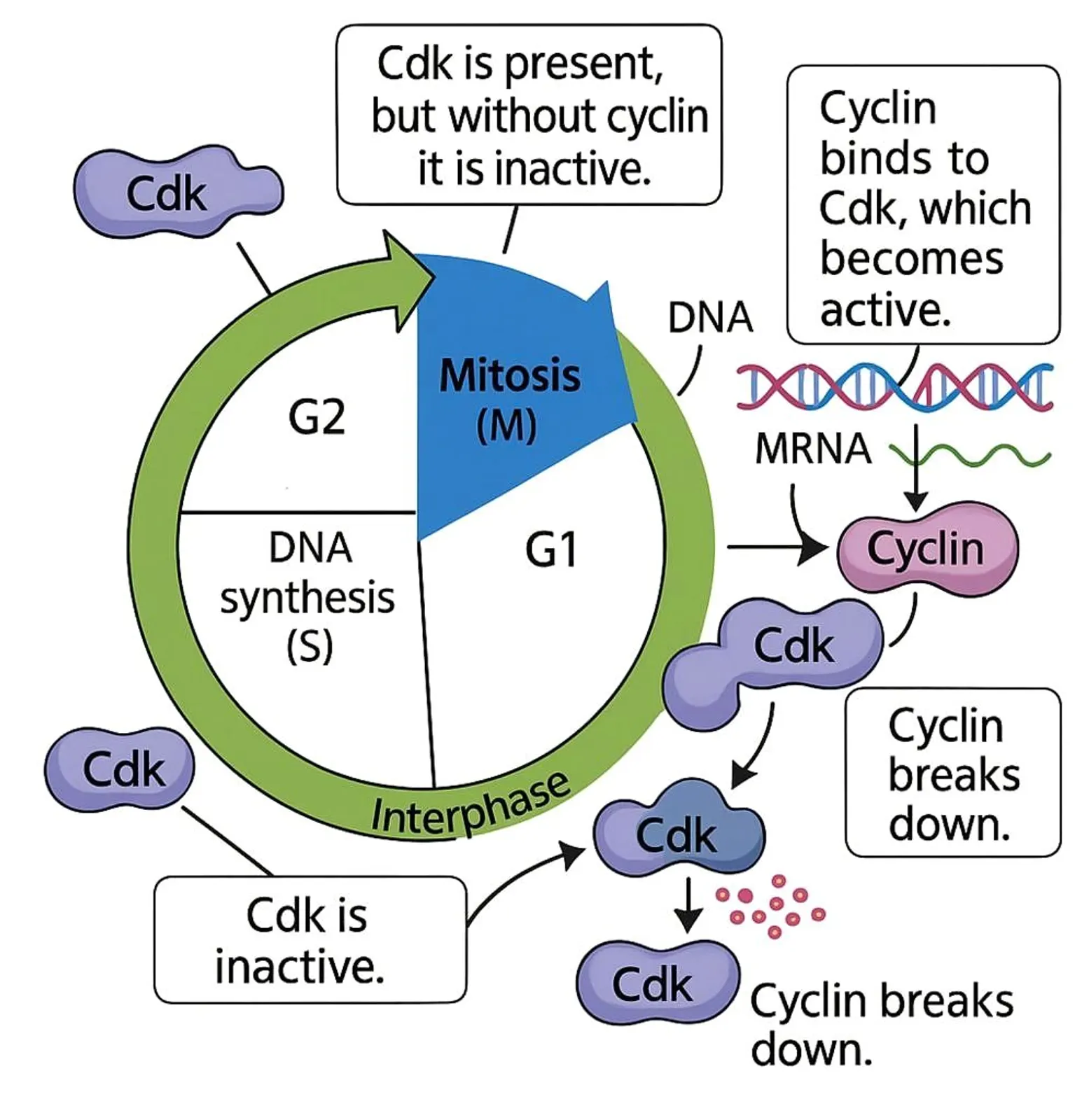 Diagram illustrating the cell cycle with phases G1, S, G2, M, and interphase, along with the roles of Cdk and cyclin.