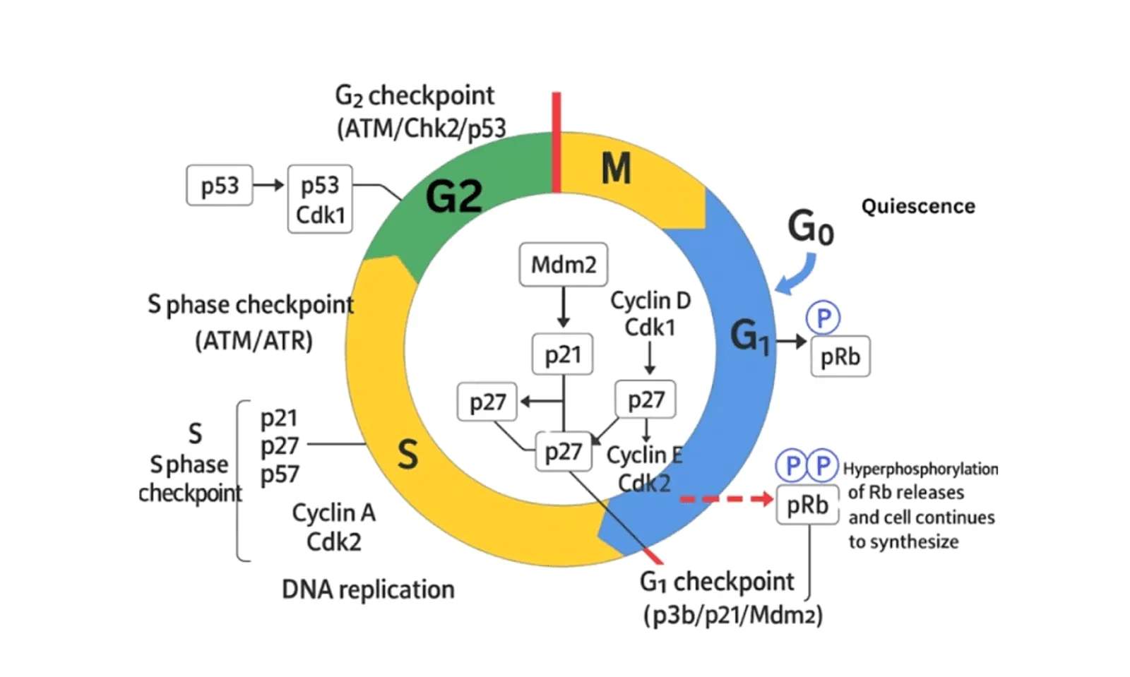 Diagram illustrating the cell cycle phases including G1, S, G2, M, and G0, along with key checkpoints and regulatory proteins such as p53, Cyclins, and CDKs.