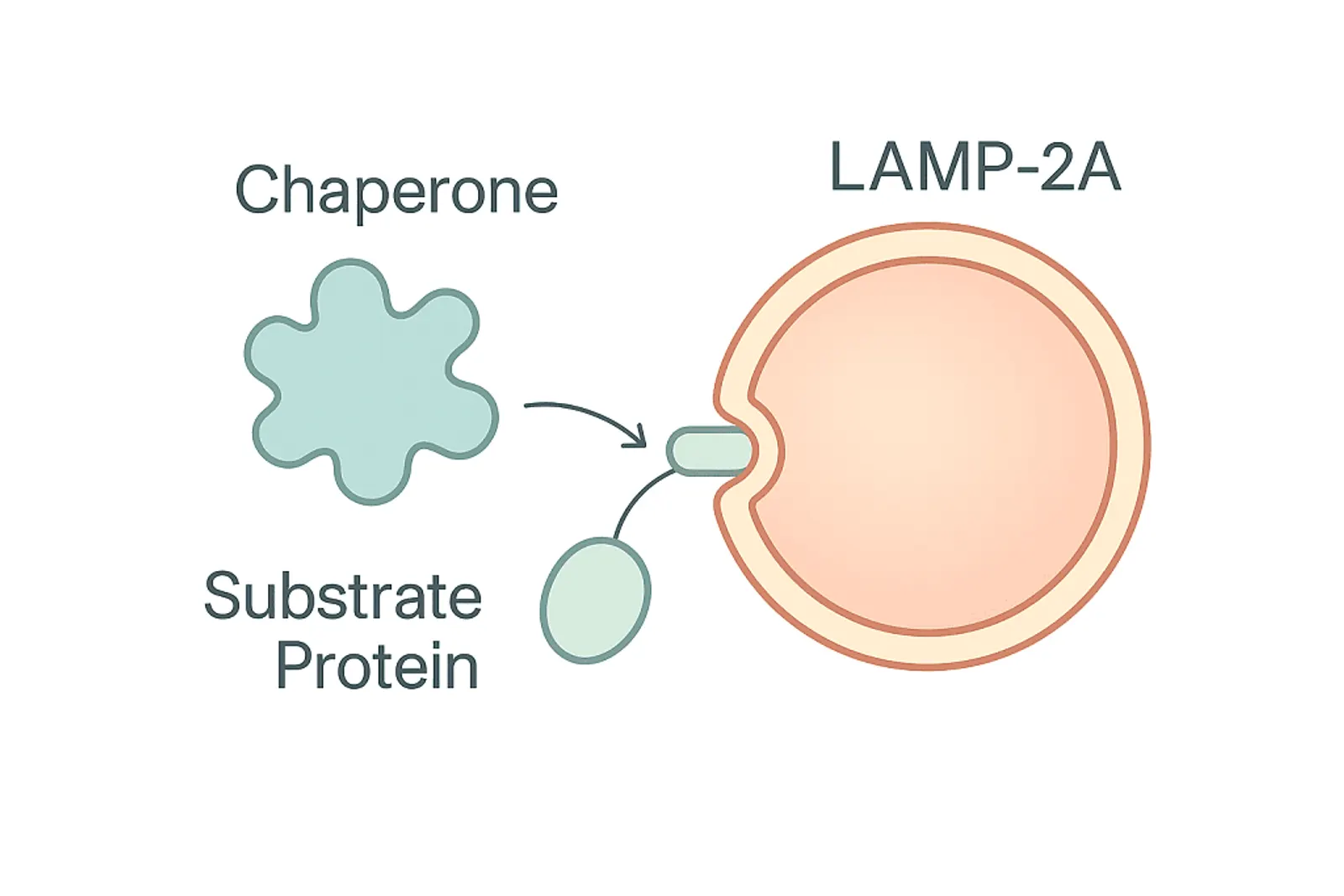 Medical illustration of chaperone-mediated autophagy showing selective protein delivery by chaperones to the LAMP-2A receptor on the lysosome