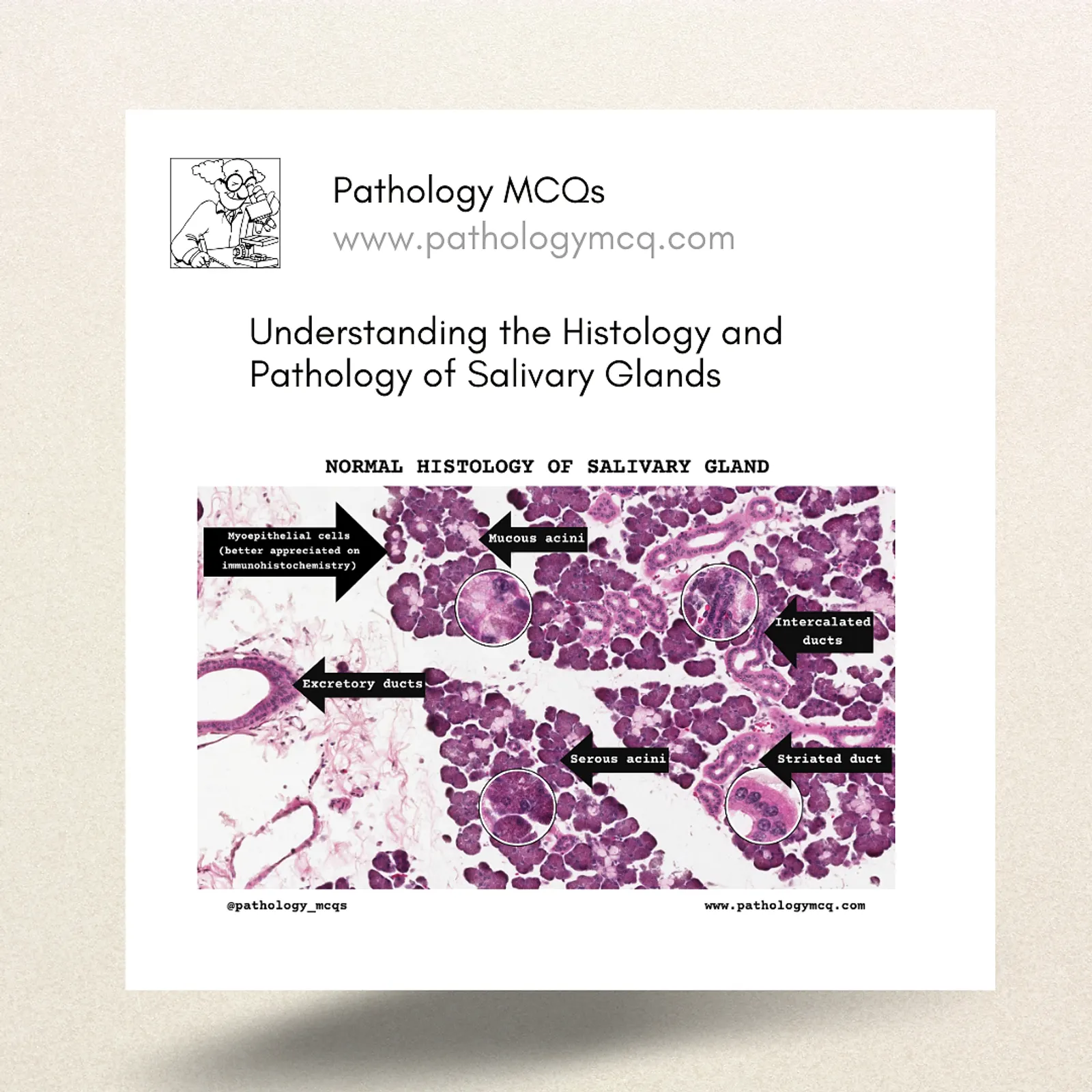 Histology and Pathology of Salivary Glands: A Detailed Overview