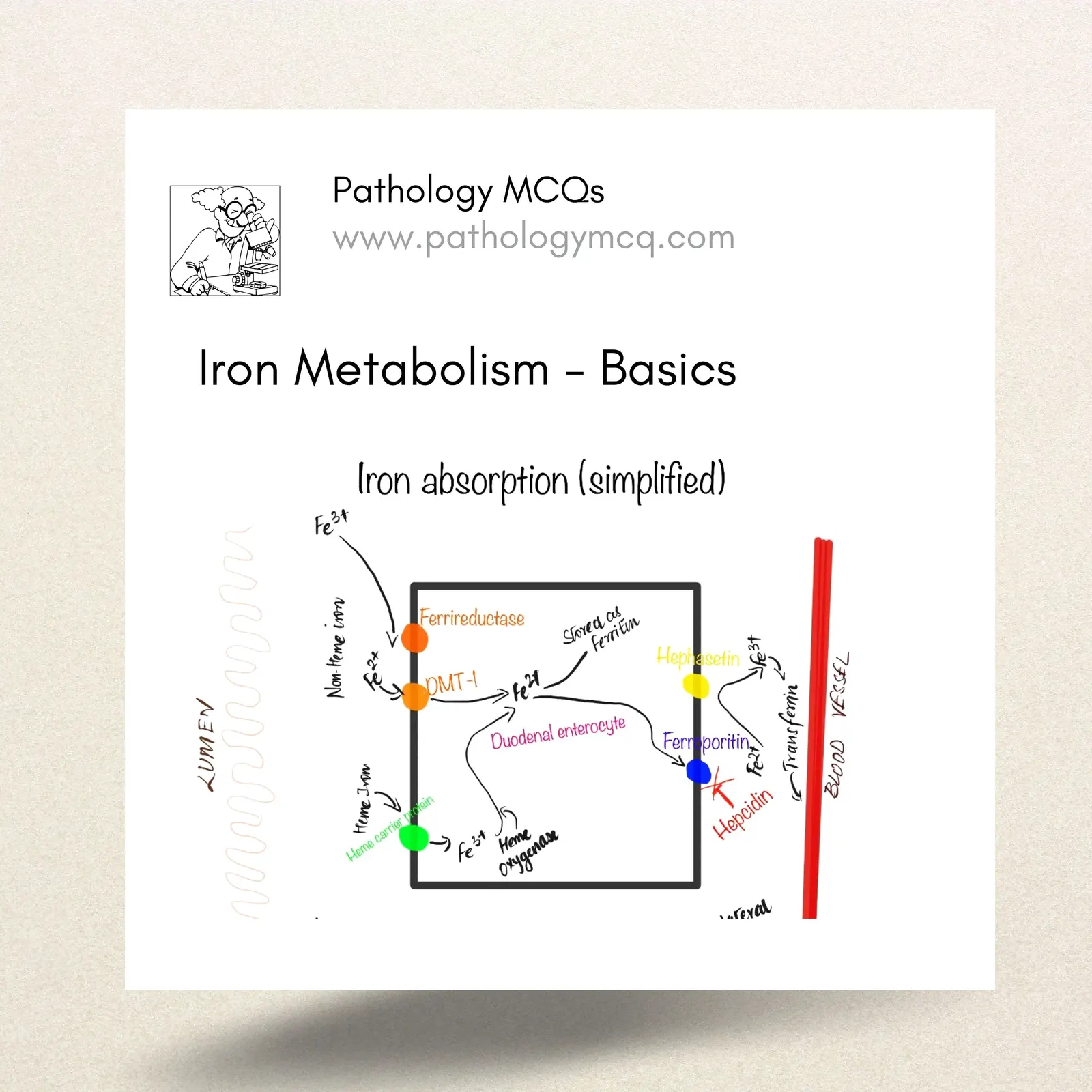 IRON METABOLISM - BASICS