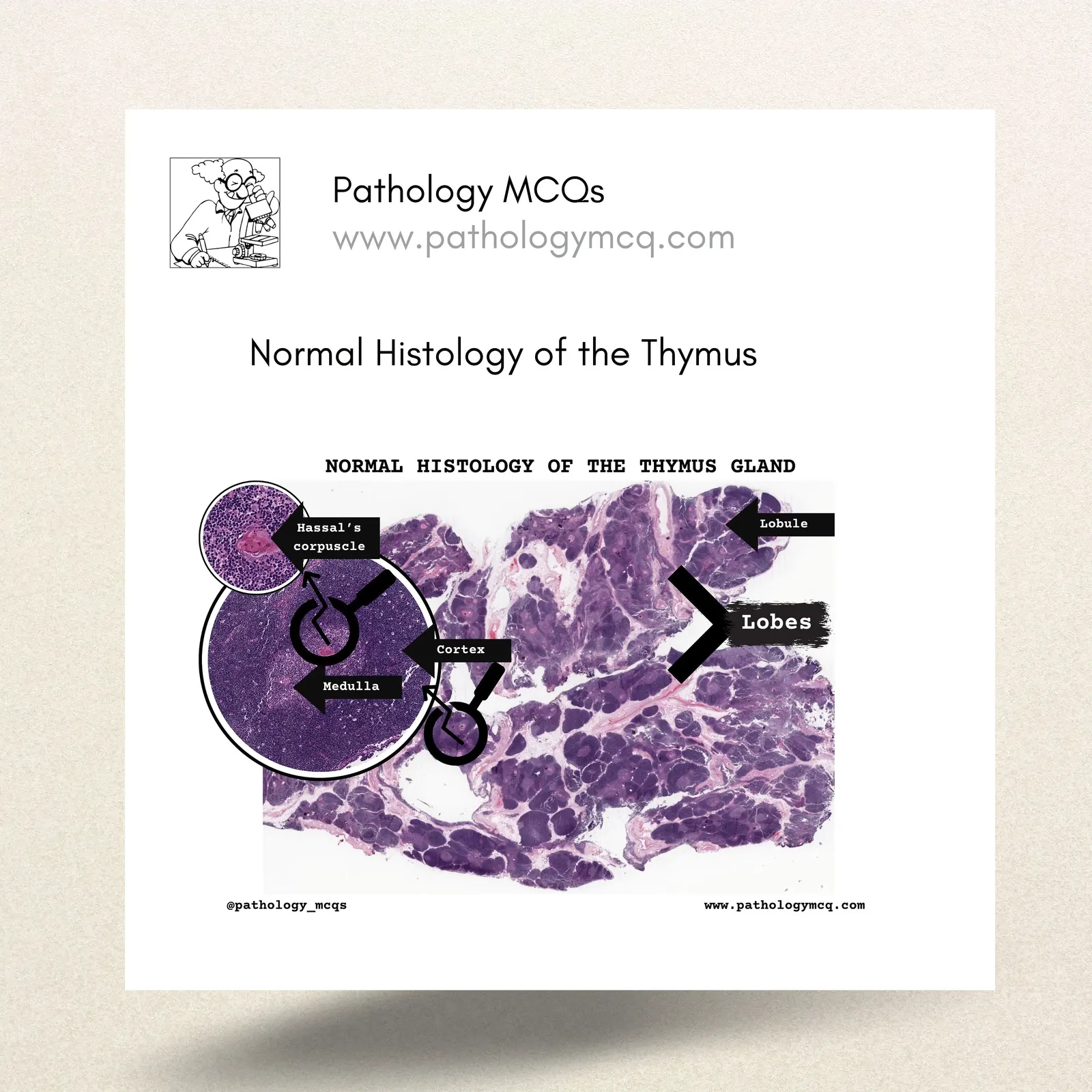 Normal Histology of the Thymus