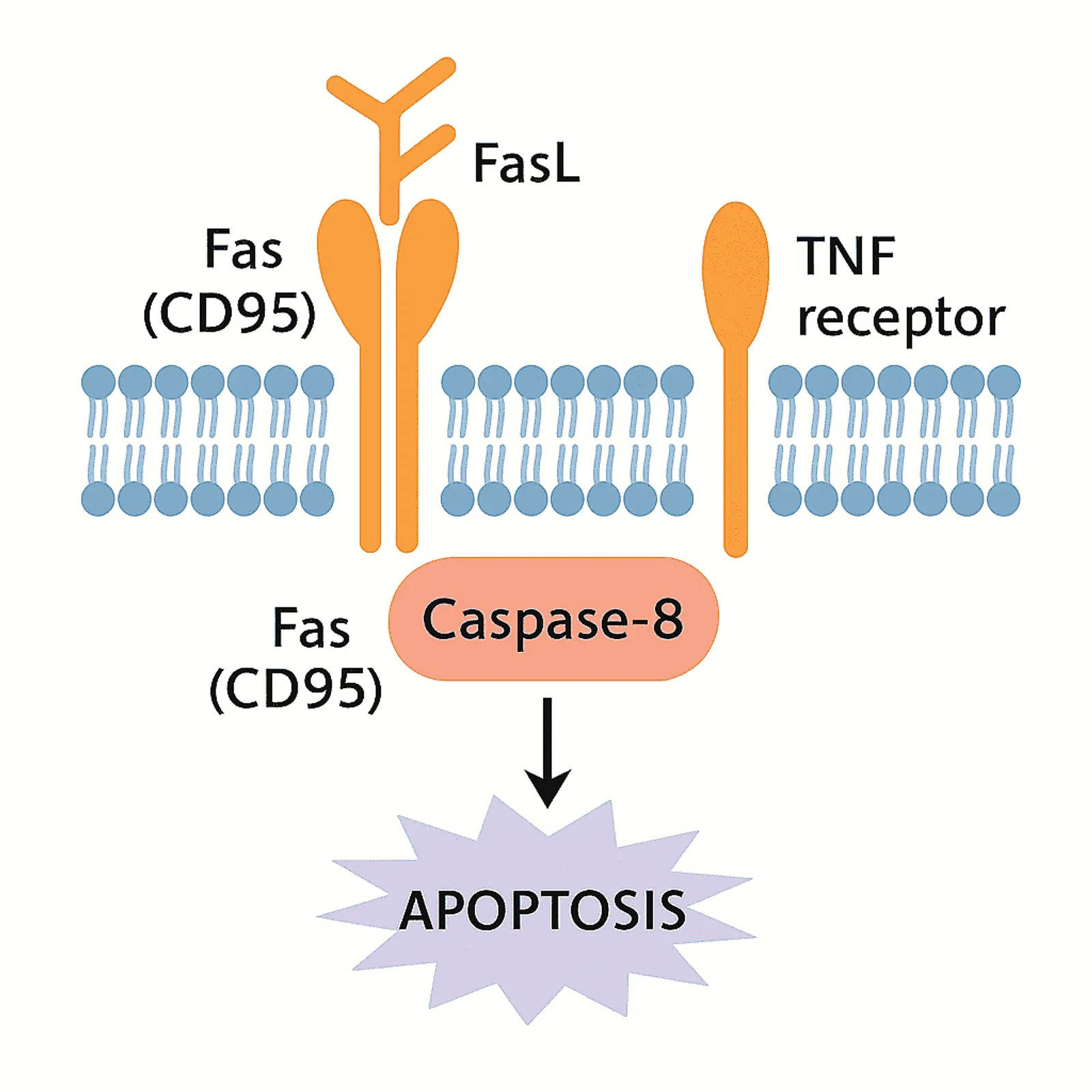 High accuracy medical illustration of the extrinsic death receptor pathway showing Fas, FasL, TNF receptor and caspase 8 activation.