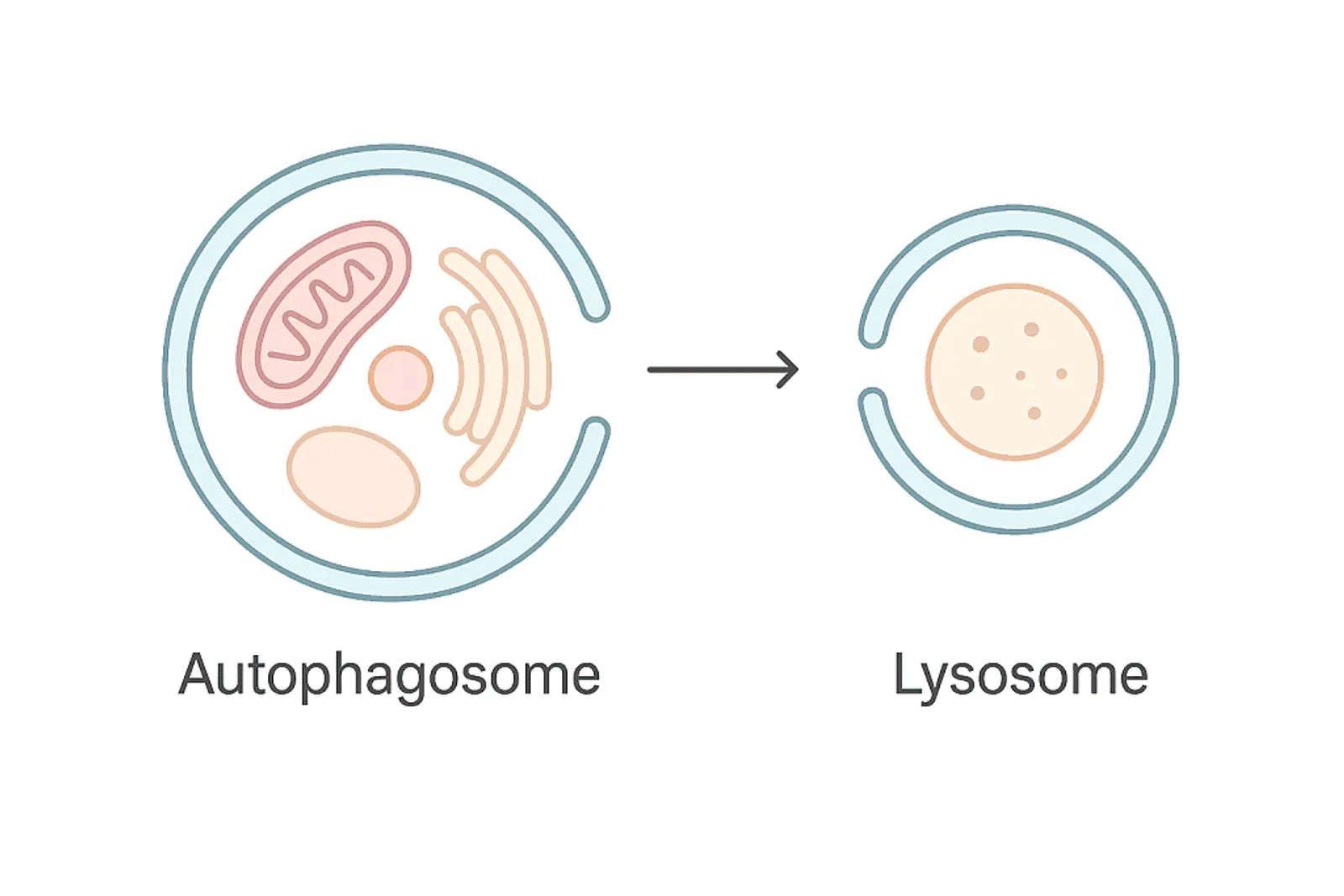 Medical illustration of macroautophagy showing a double-membrane autophagosome engulfing cytoplasmic organelles and fusing with a lysosome