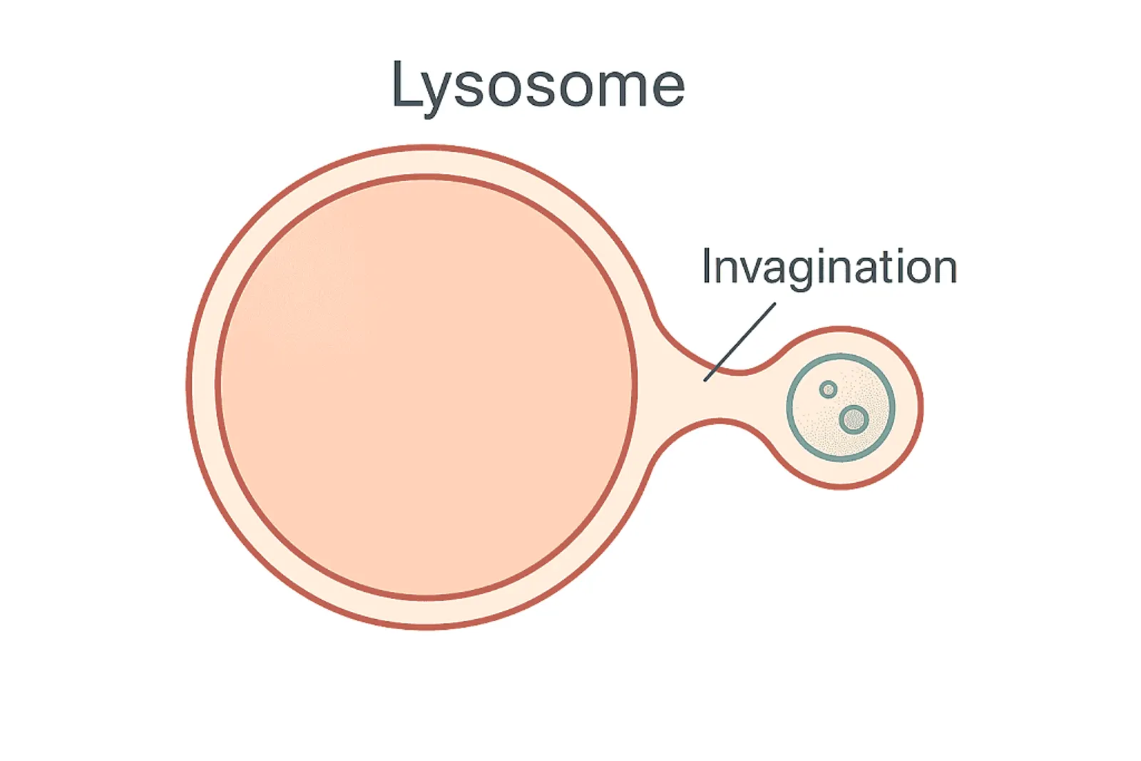 “Medical illustration of microautophagy showing lysosomal membrane invagination directly engulfing small cytosolic contents.”
