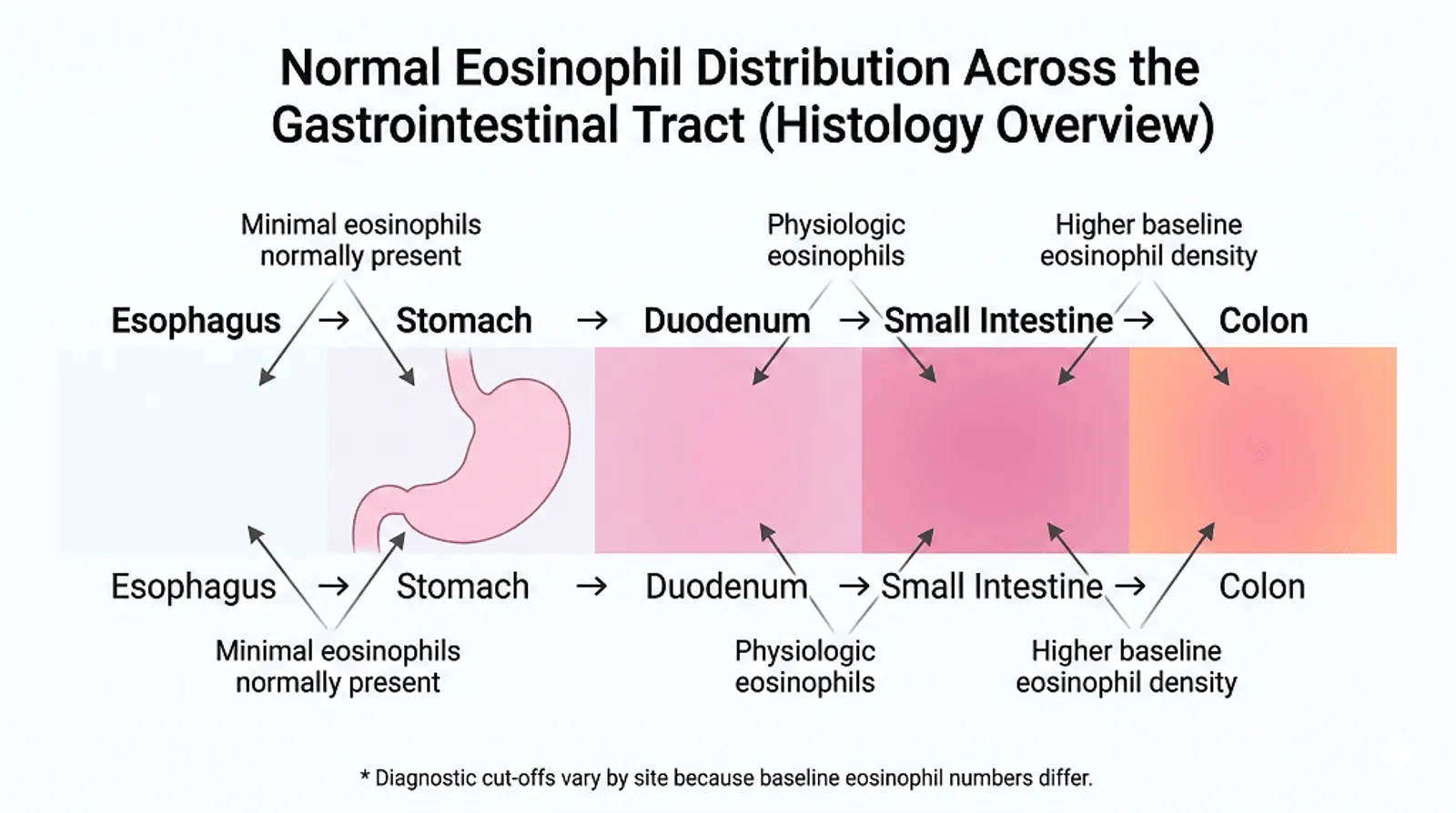 Heatmap showing typical background eosinophils by GI segment and why site-specific cut-offs matter