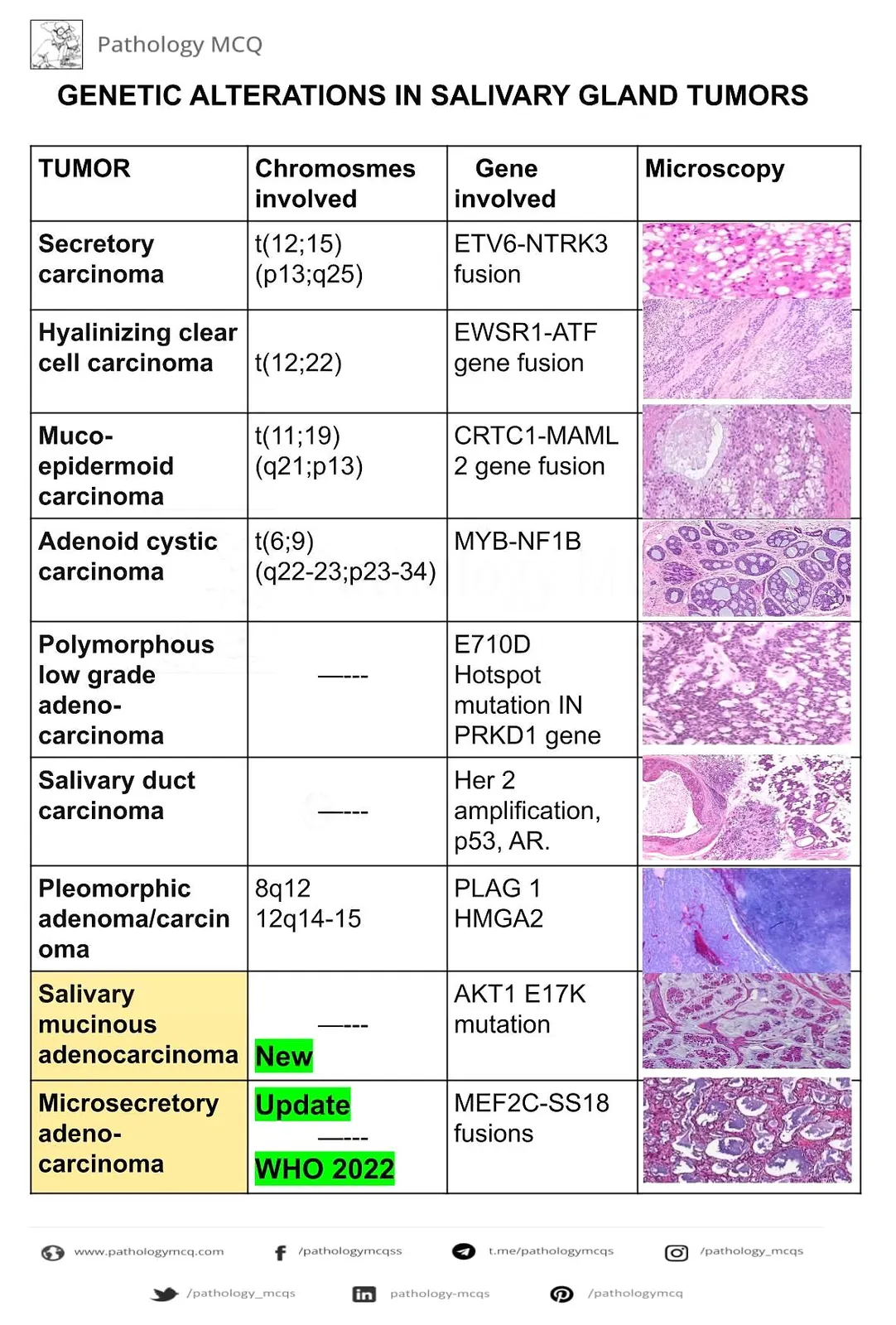 Molecular alteration in salivary gland neoplasms