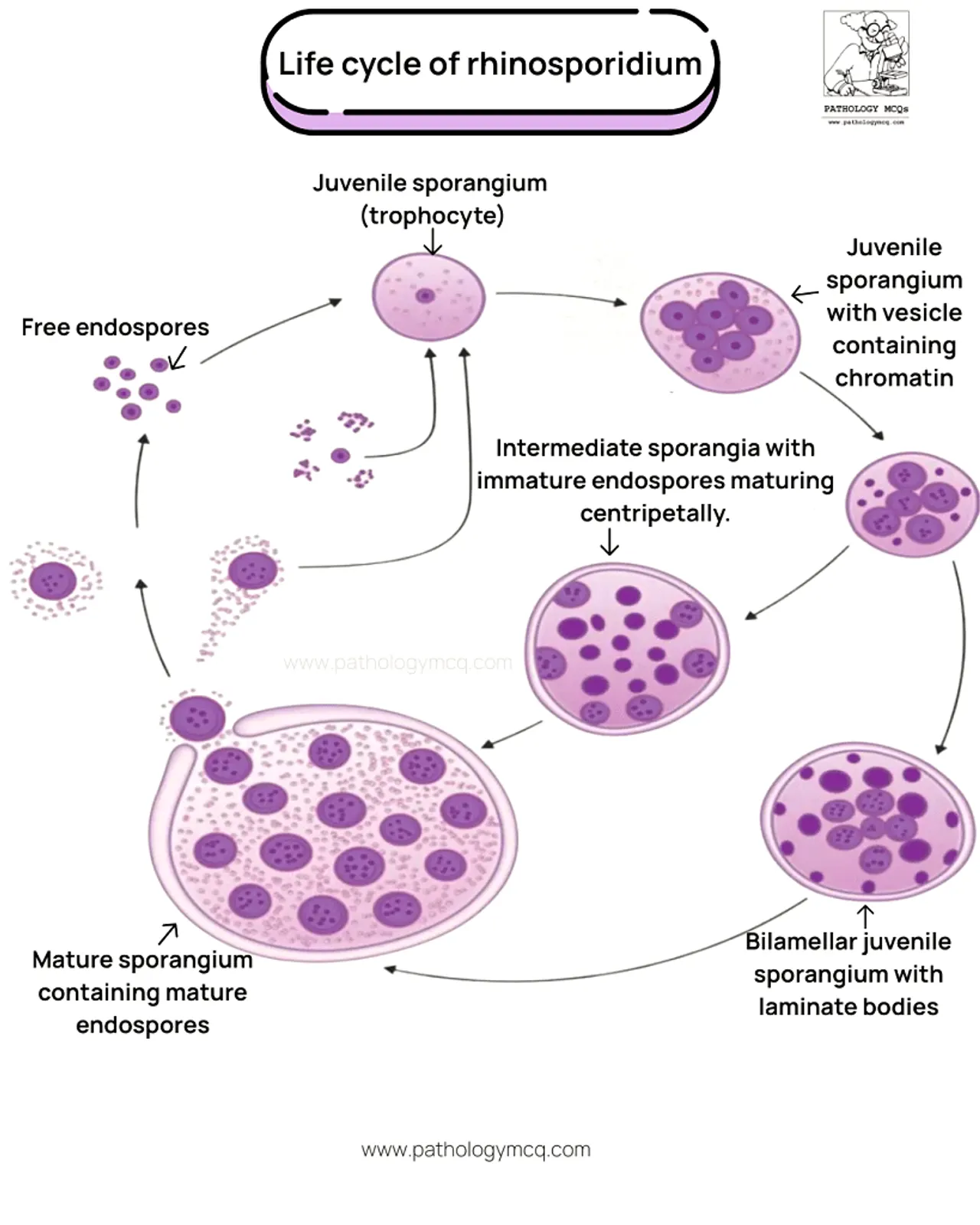 Life cycle stages of Rhinosporidium seeberi