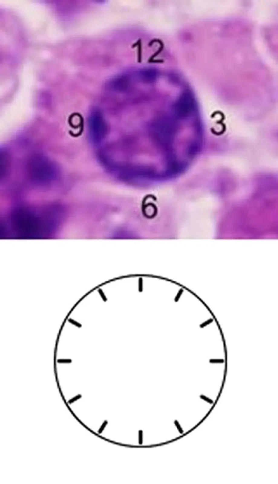 Biography of a plasma cell