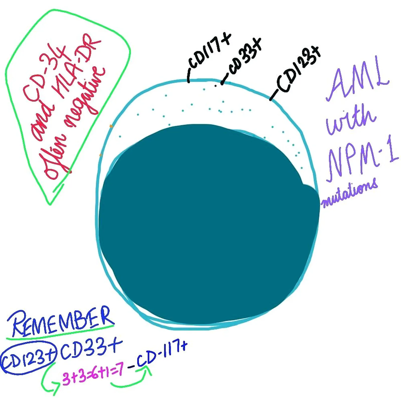 10 Key points to remember in NPM-1 mutated AML (Acute myeloid leukemia)